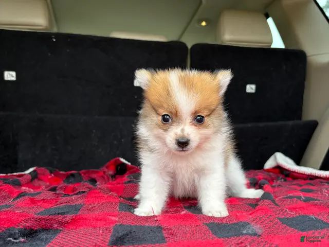 Pomeranian dogs for sale: Mikey - Ad 1