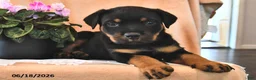 Rottweiler dogs for sale: Ginger - Ad 1