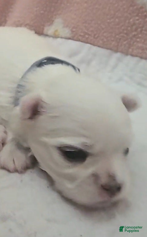 Maltese dogs Blue - Ad 1