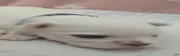 Maltese dogs for sale: Blue - Ad 1