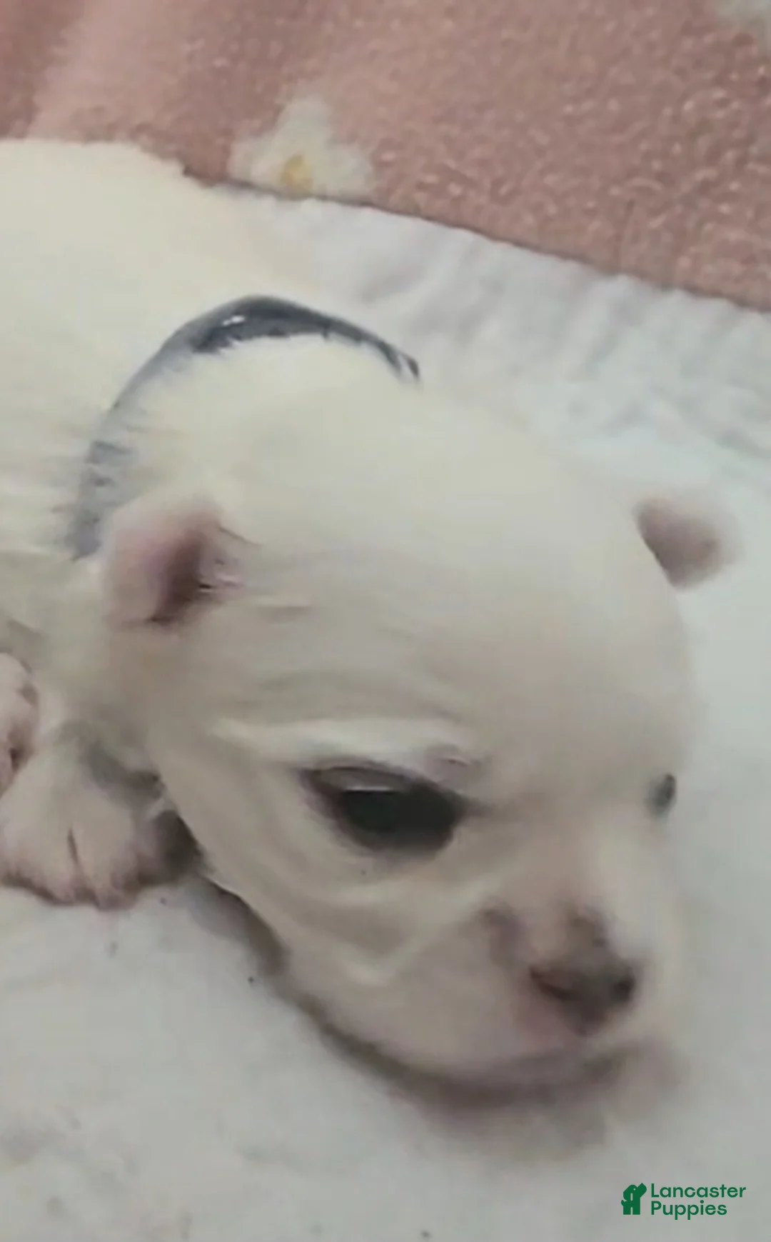 Maltese dogs for sale: Blue - Ad 1