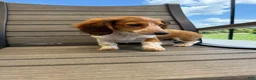 Miniature Dachshund dogs for sale: Dixie new pictures - Ad 8