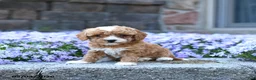 Toy Poodle dogs for sale: Sprout - Ad 1