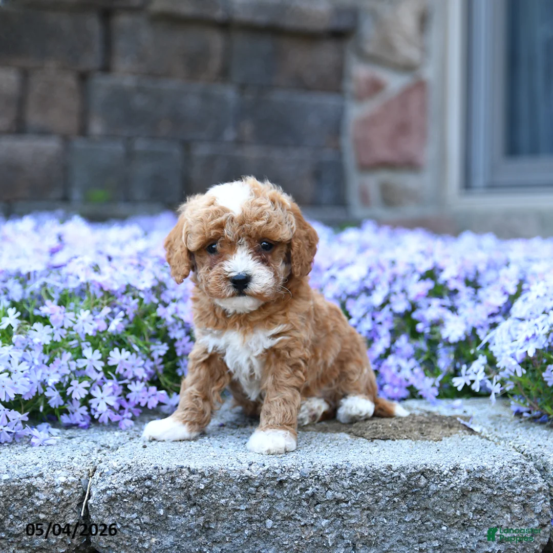 Toy Poodle dogs for sale: Sprout - Ad 1