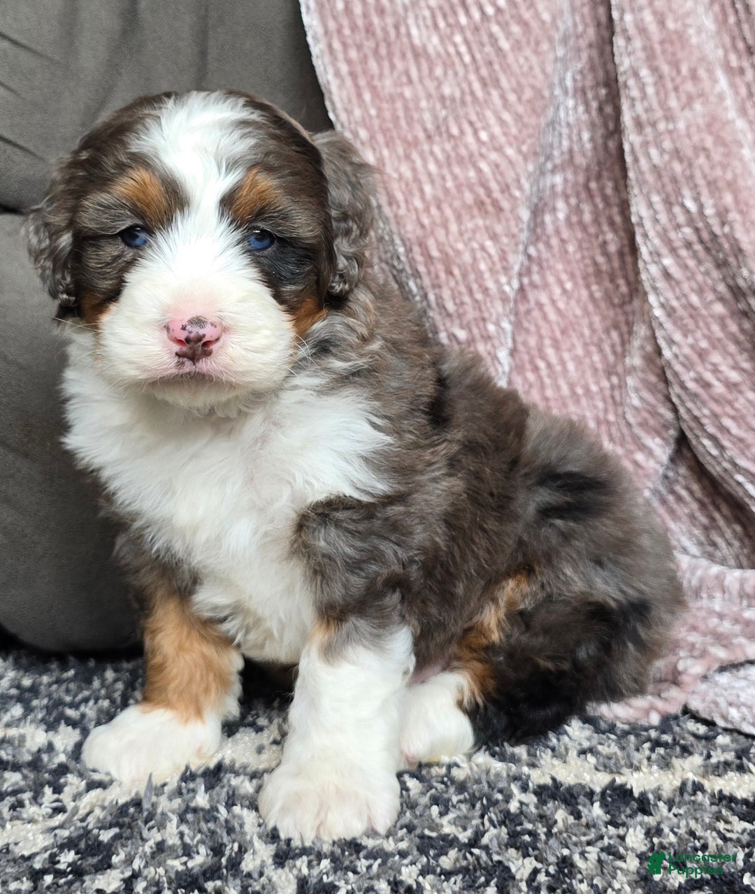 Mini Bernedoodle dogs for sale: Mini Bentley - Ad 13