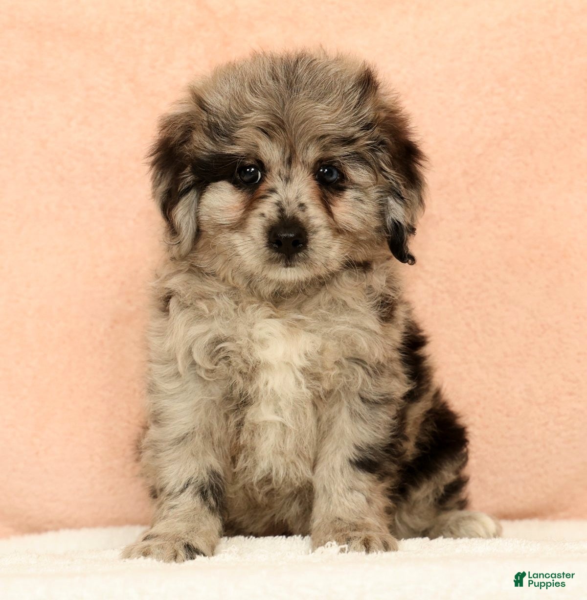 Mini Aussiedoodle dogs Moose - Ad 1