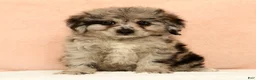 Mini Aussiedoodle dogs for sale: Moose - Ad 1