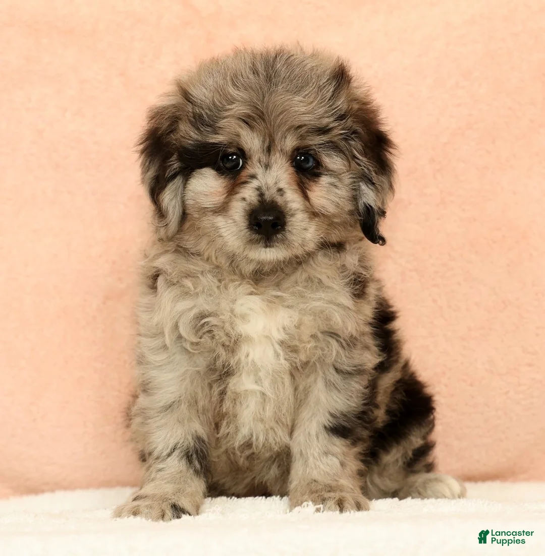 Mini Aussiedoodle dogs for sale: Moose - Ad 1