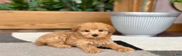 Maltipoo dogs for sale: Joy  - Ad 3
