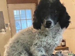 Shihpoo dogs Carlos - Ad 18