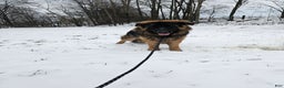 German Shepherd dogs for sale: Cannon - Ad 5