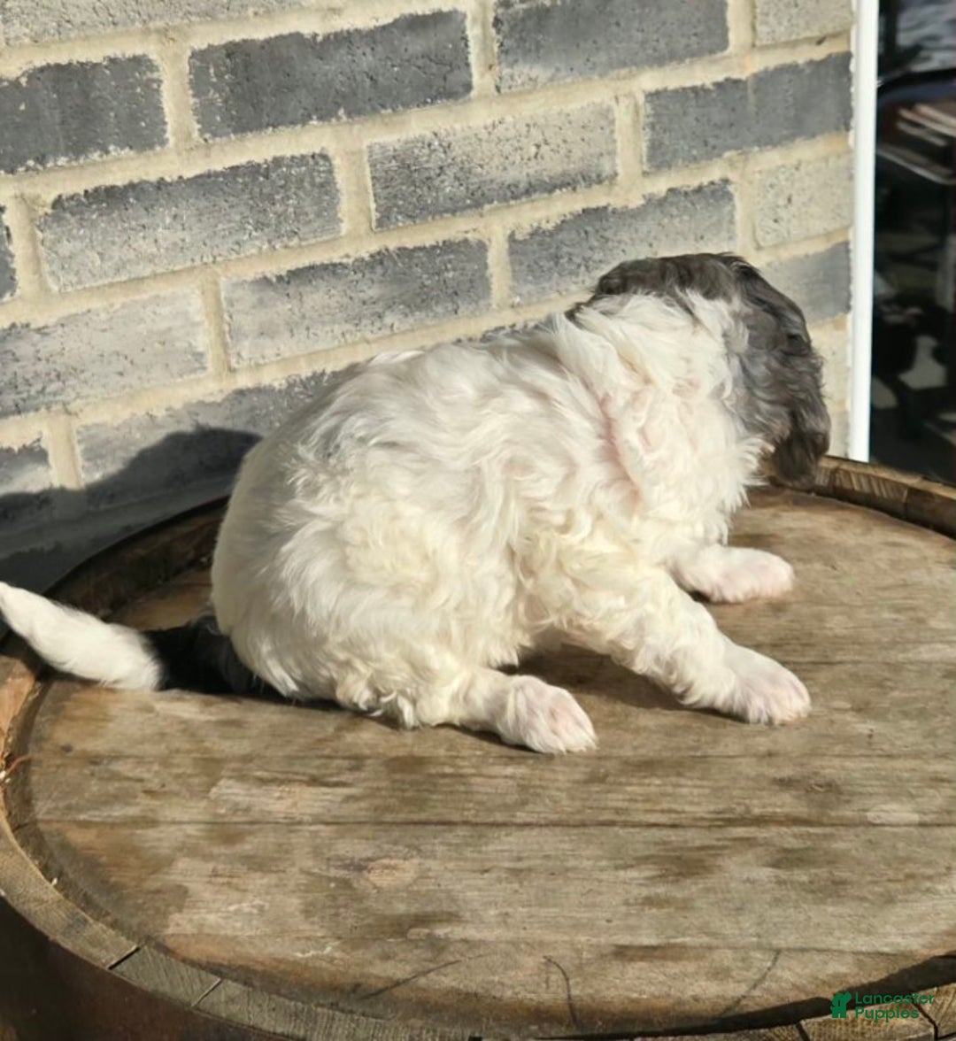 Mini Goldendoodle dogs for sale: Blaze - Ad 5