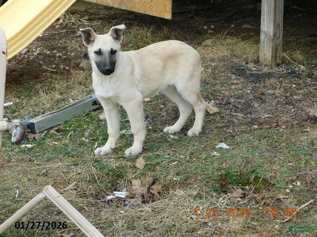 German Shepherd dogs for sale: Shantel - Ad 1