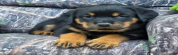 Rottweiler dogs for sale: Owen - Ad 4