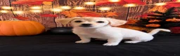Chipoo dogs for sale: Chipoo 2 - Ad 3