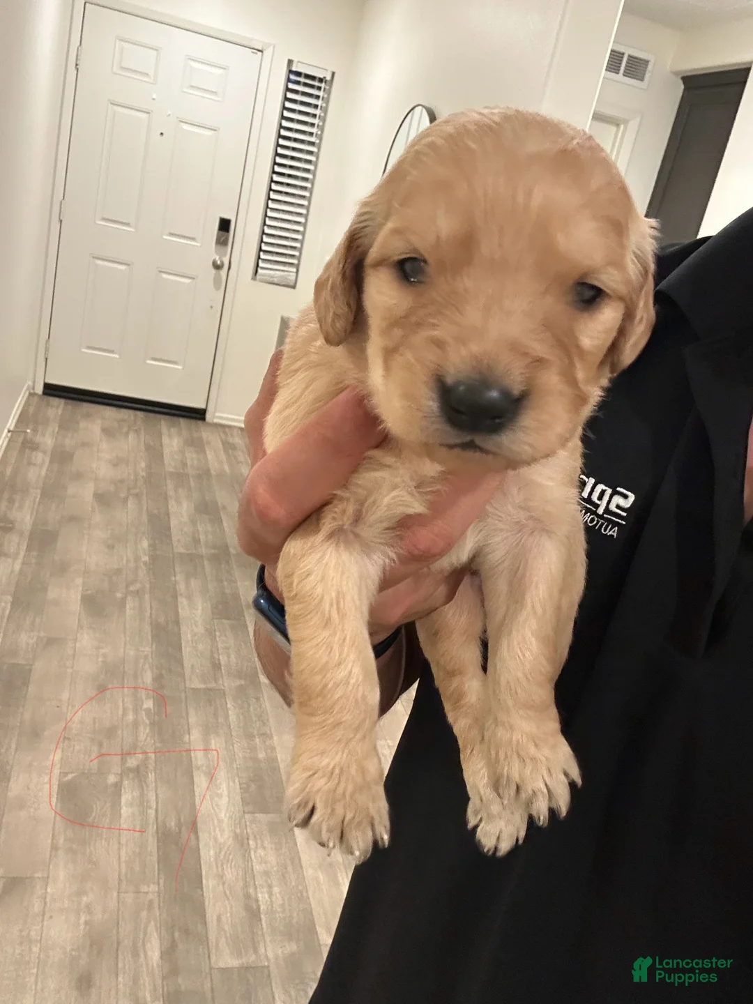 Goldendoodle dogs for sale: Goldendoodle Puppy 7 - Ad 1