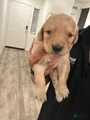 Goldendoodle Puppy 7