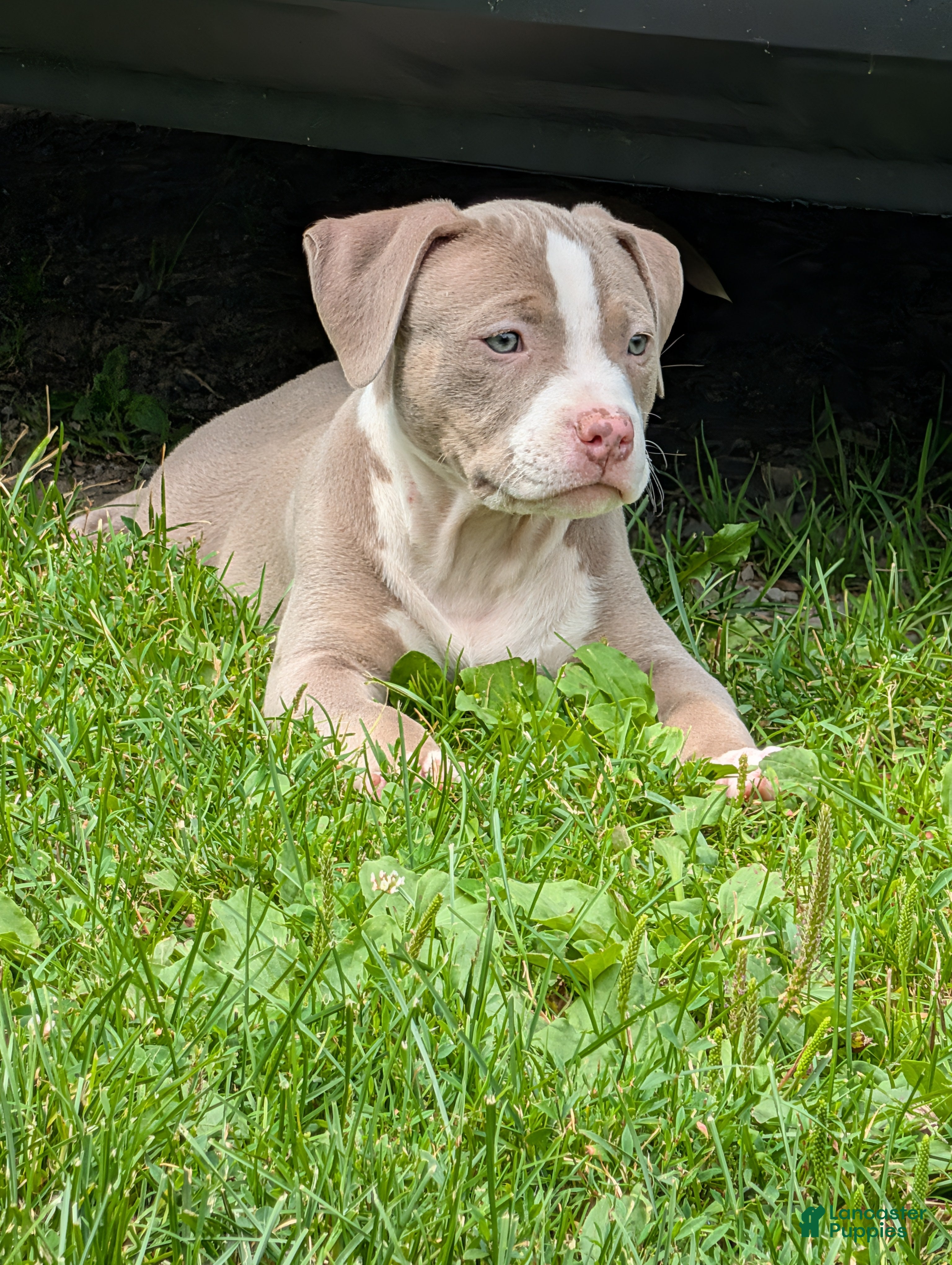 American Bully dogs American Bully 4  -Daisy - Ad 2