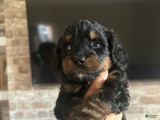 Cavapoo dogs - Ad 14