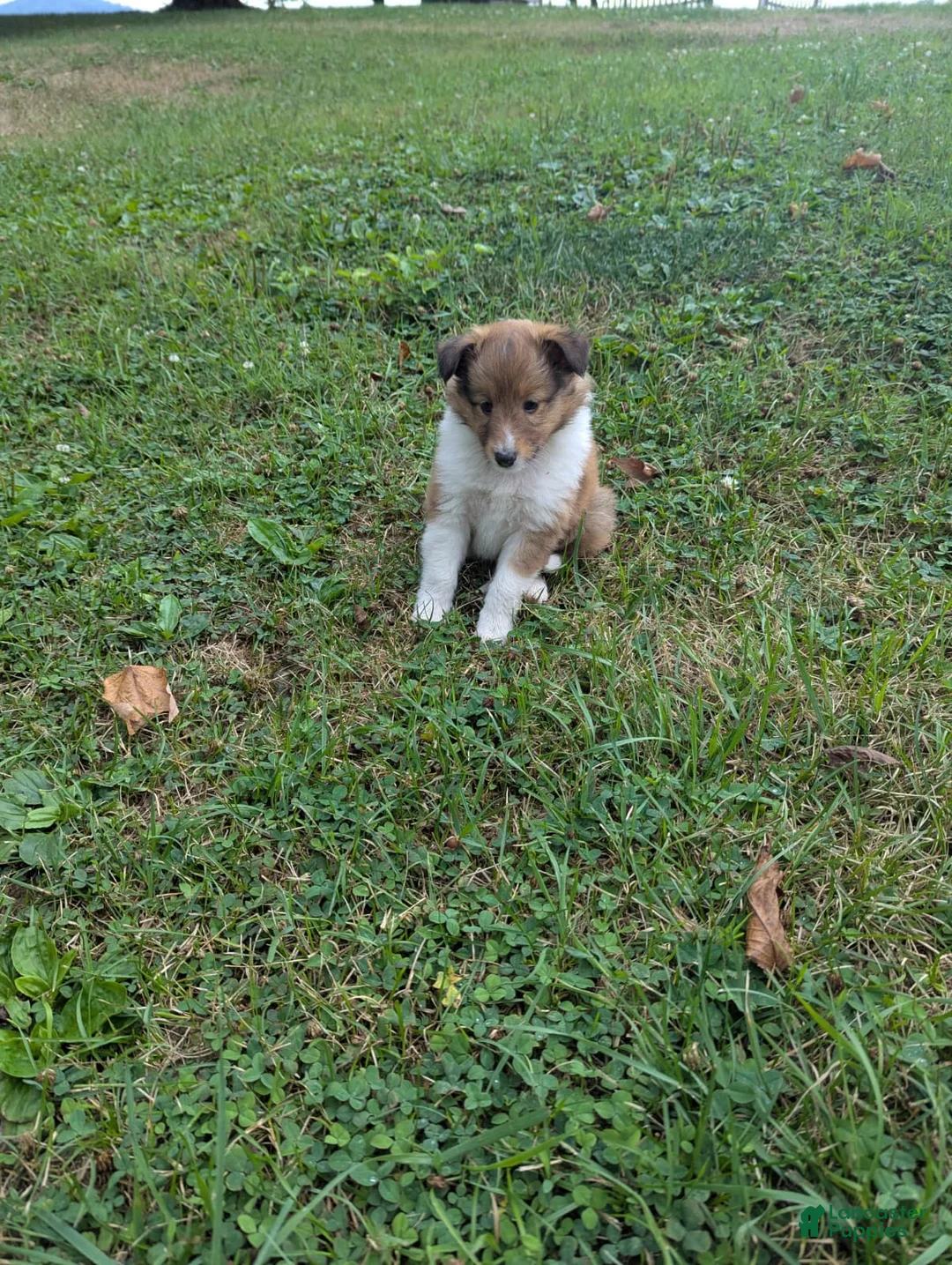 Shetland Sheepdog dogs for sale: Shetland Sheepdog 1 - Ad 5