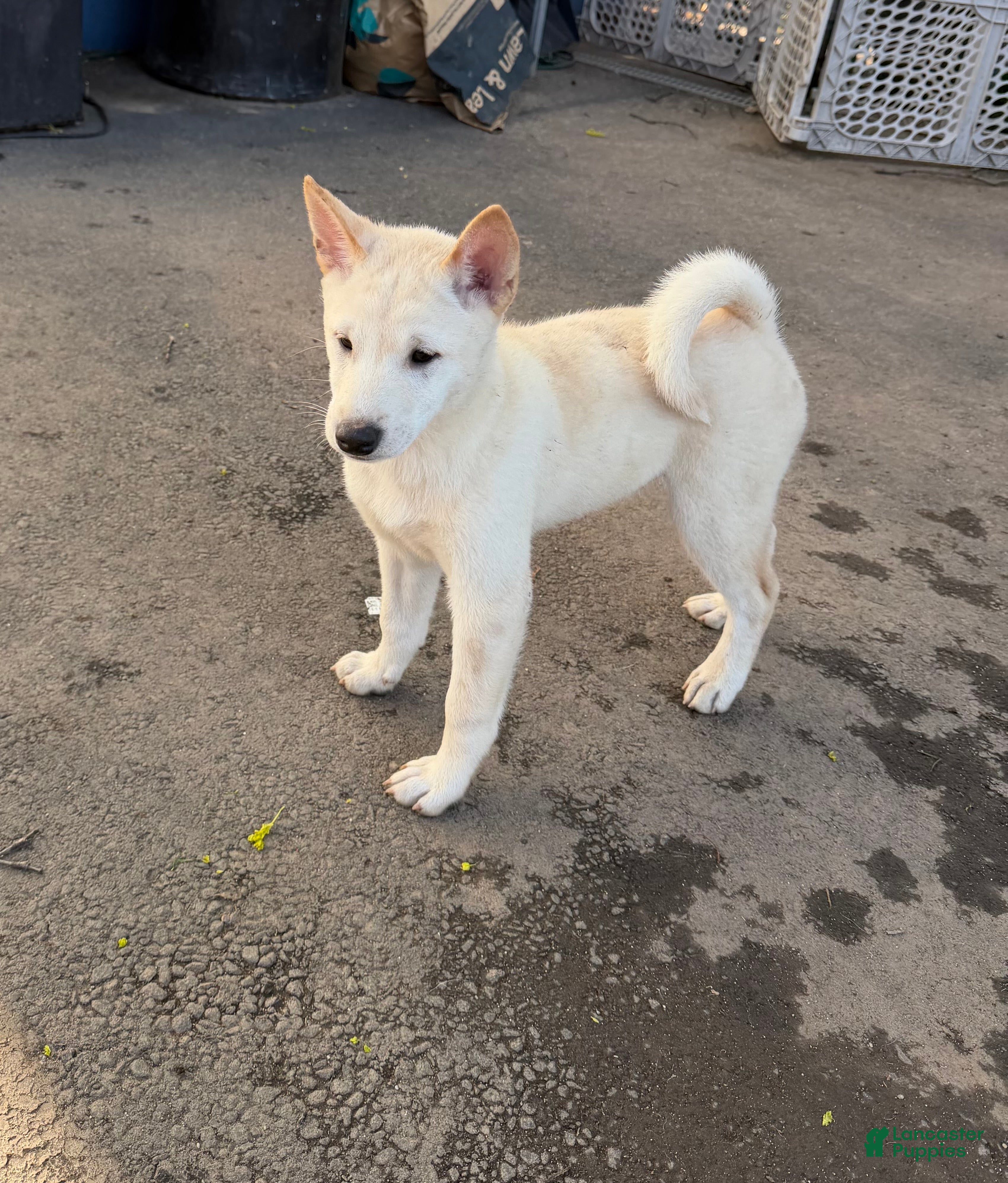 Shiba Inu dogs Caeser - Ad 1