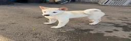 Shiba Inu dogs for sale: Caeser - Ad 1