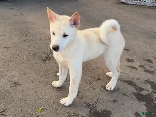 Shiba Inu dogs for sale: Caeser - Ad 3