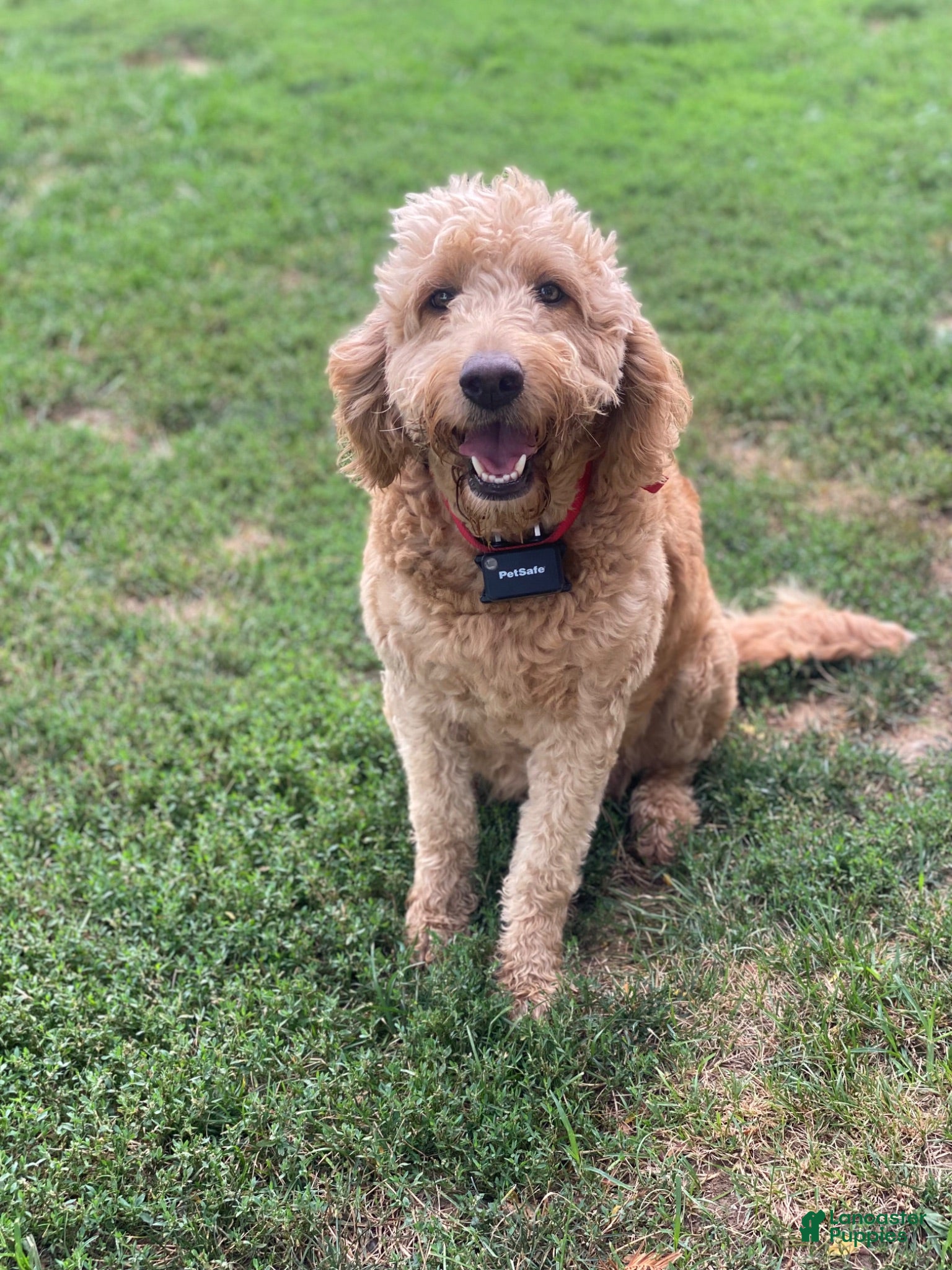 Goldendoodle dogs Levi - Ad 2
