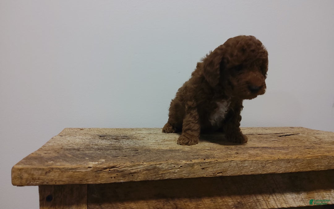 Miniature Poodle dogs for sale: Miniature Poodle Puppy 1 - Ad 7