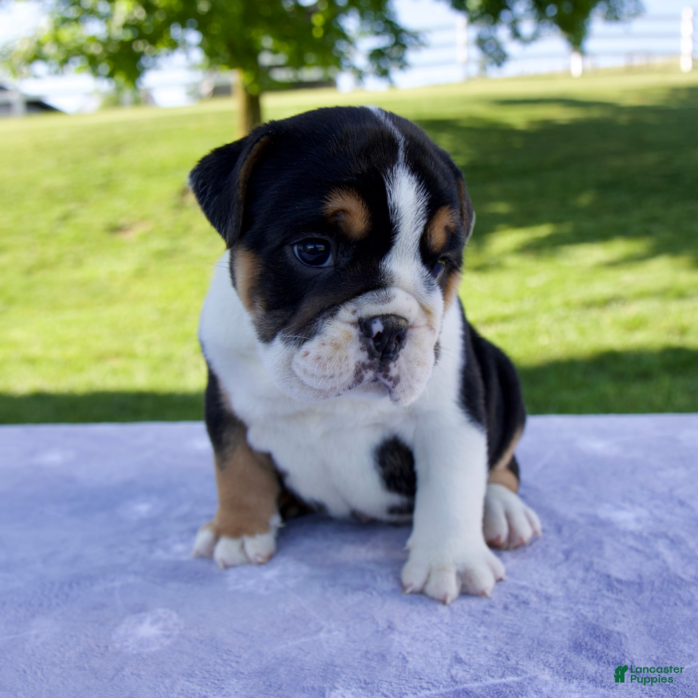 Beabull dogs for sale: Quinn - Ad 6