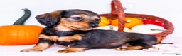 Miniature Dachshund dogs for sale: Nellie - Ad 4