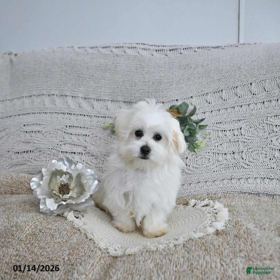 Maltese dogs Elf - Ad 8