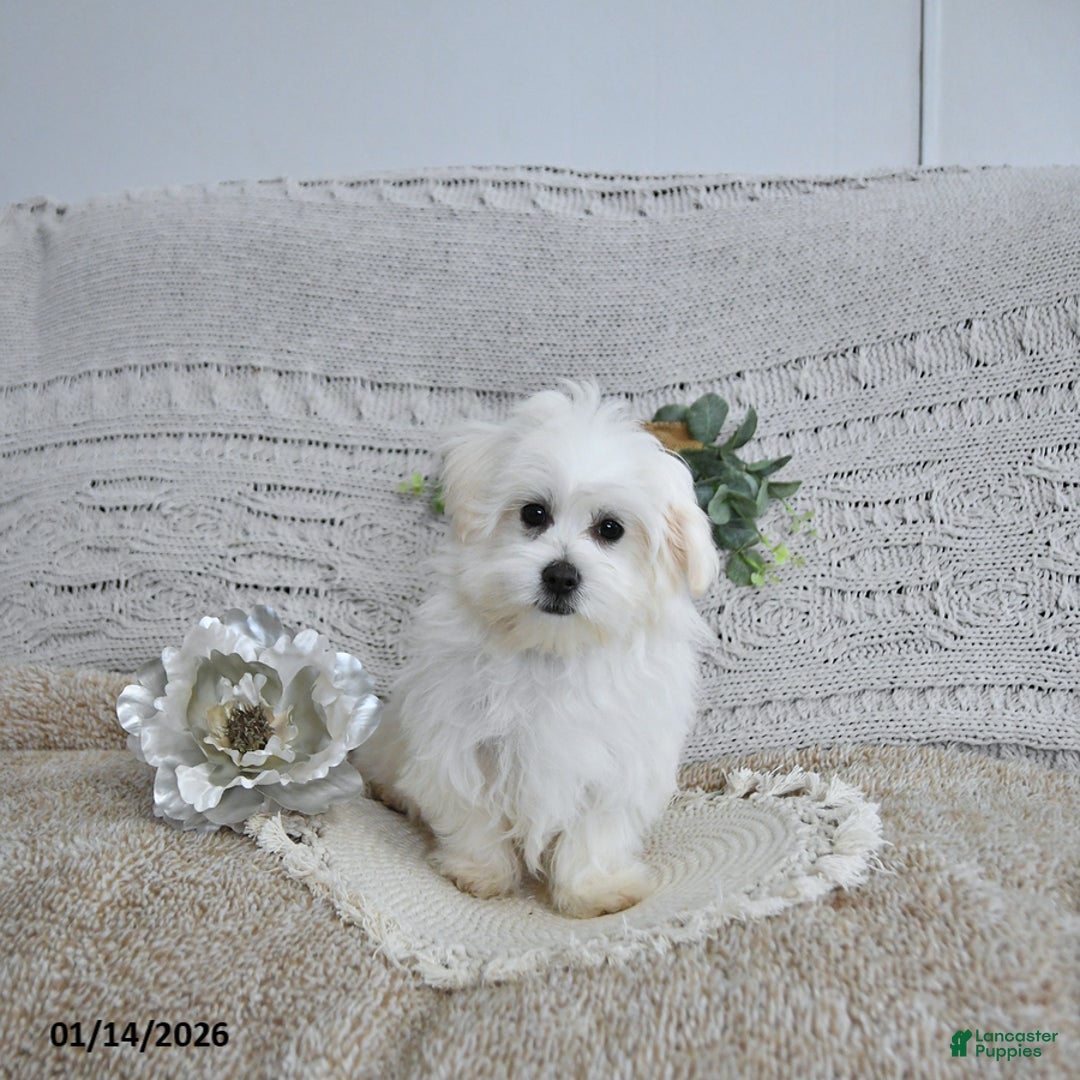 Maltese dogs for sale: Elf - Ad 1