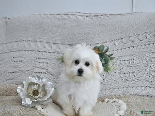 Maltese dogs Elf - Ad 33
