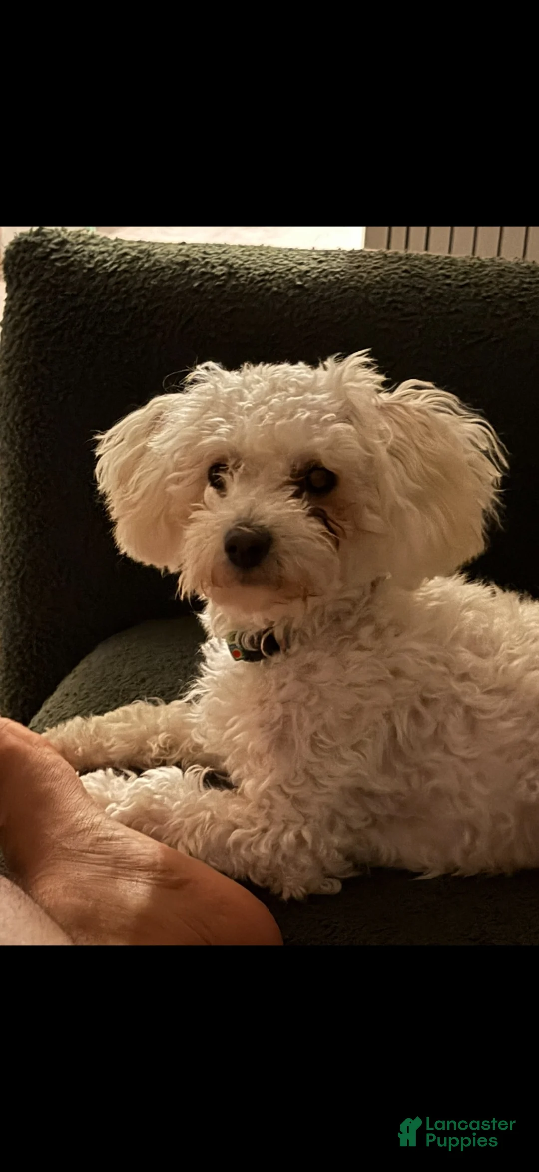Shihpoo dogs for sale: Shihpoo 3 - Ad 6