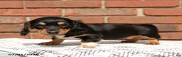 Miniature Dachshund dogs for sale: Lincoln - Ad 3