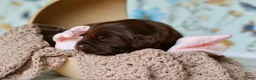 Newfoundland dogs for sale: Daisy - Ad 4