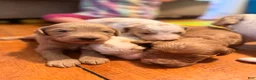 Goldendoodle dogs for sale: Asher  - Ad 3