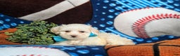 Maltipoo dogs for sale: Casey - Ad 4
