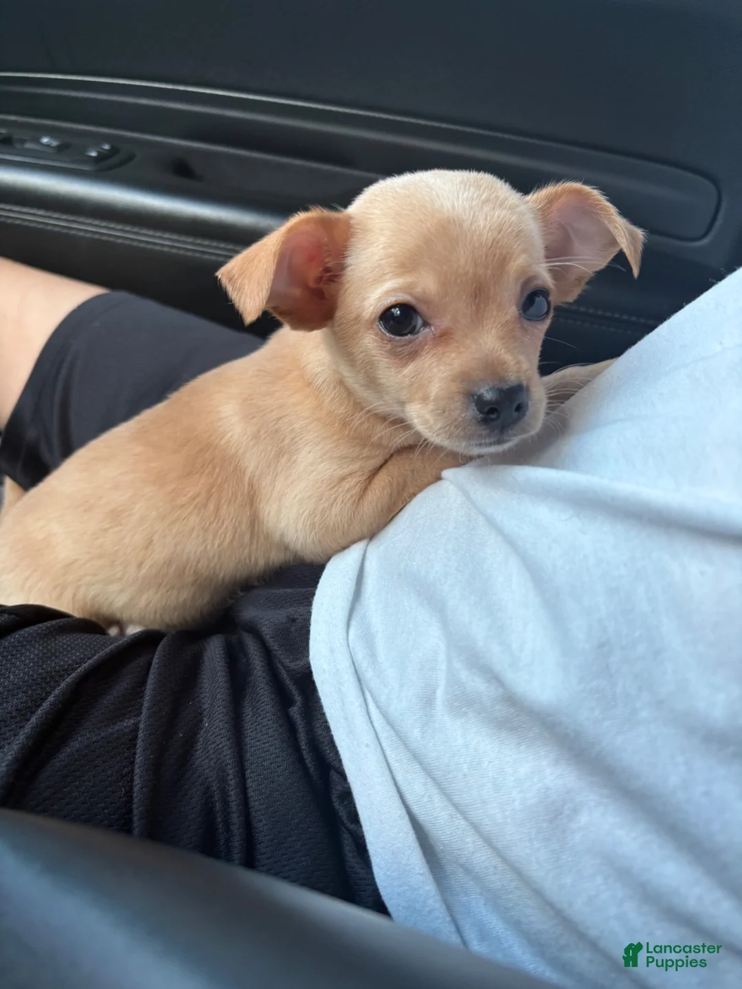 Chihuahua dogs for sale: Daisy  - Ad 4