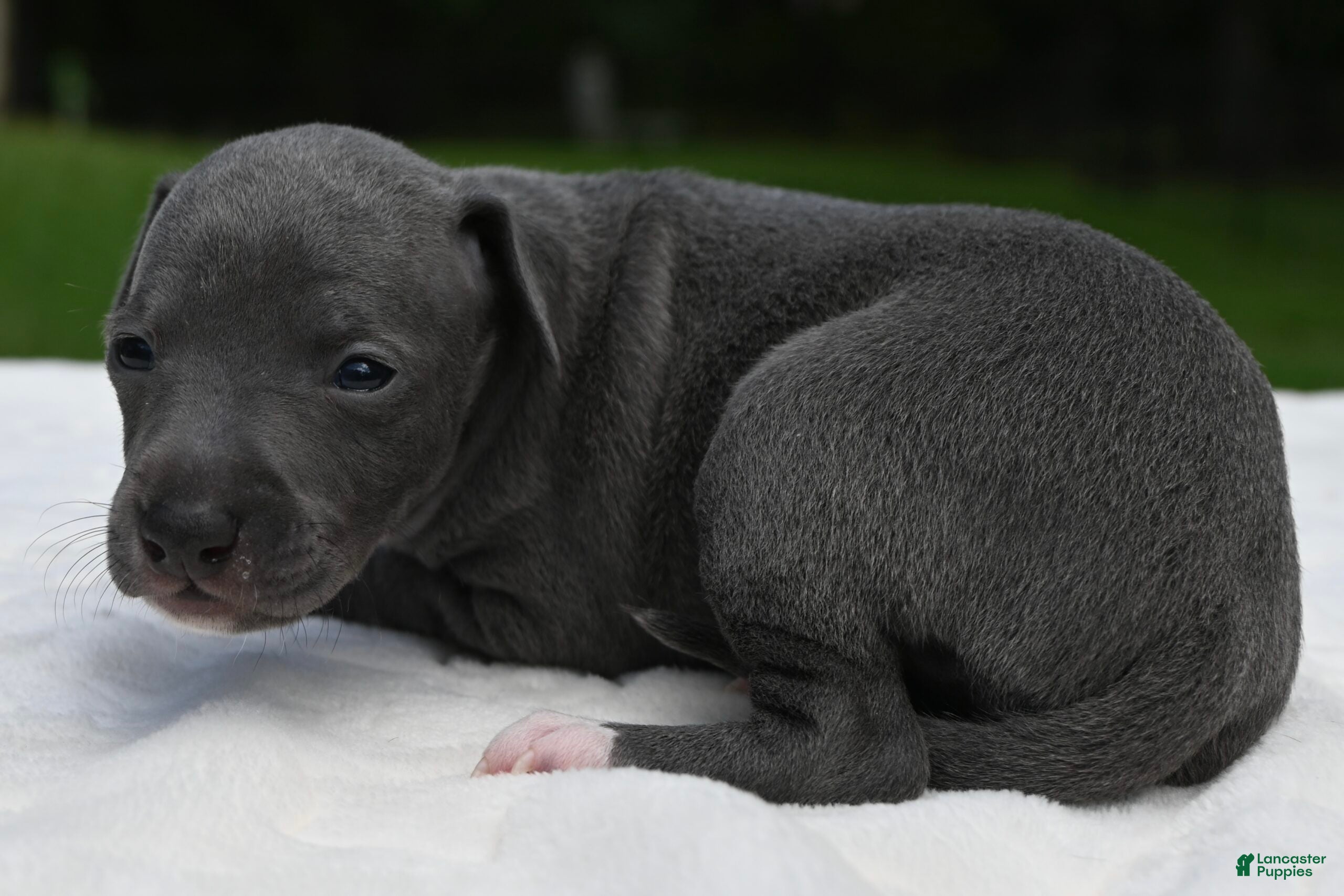 Italian Greyhound dogs Queenie - Ad 1