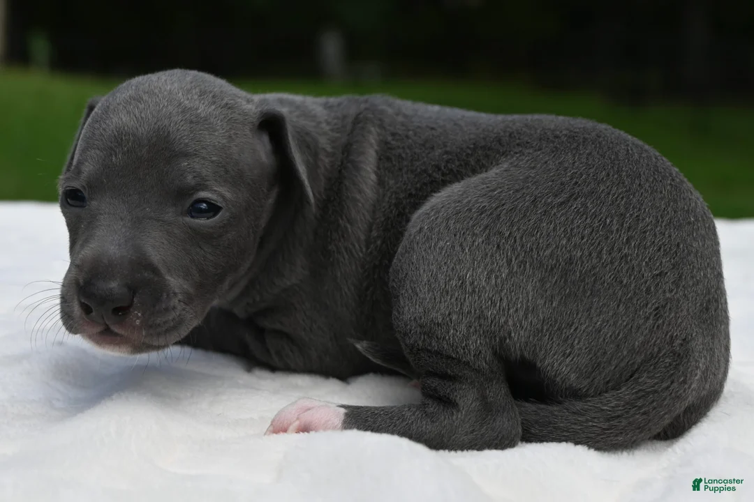 Italian Greyhound dogs for sale: Queenie - Ad 1