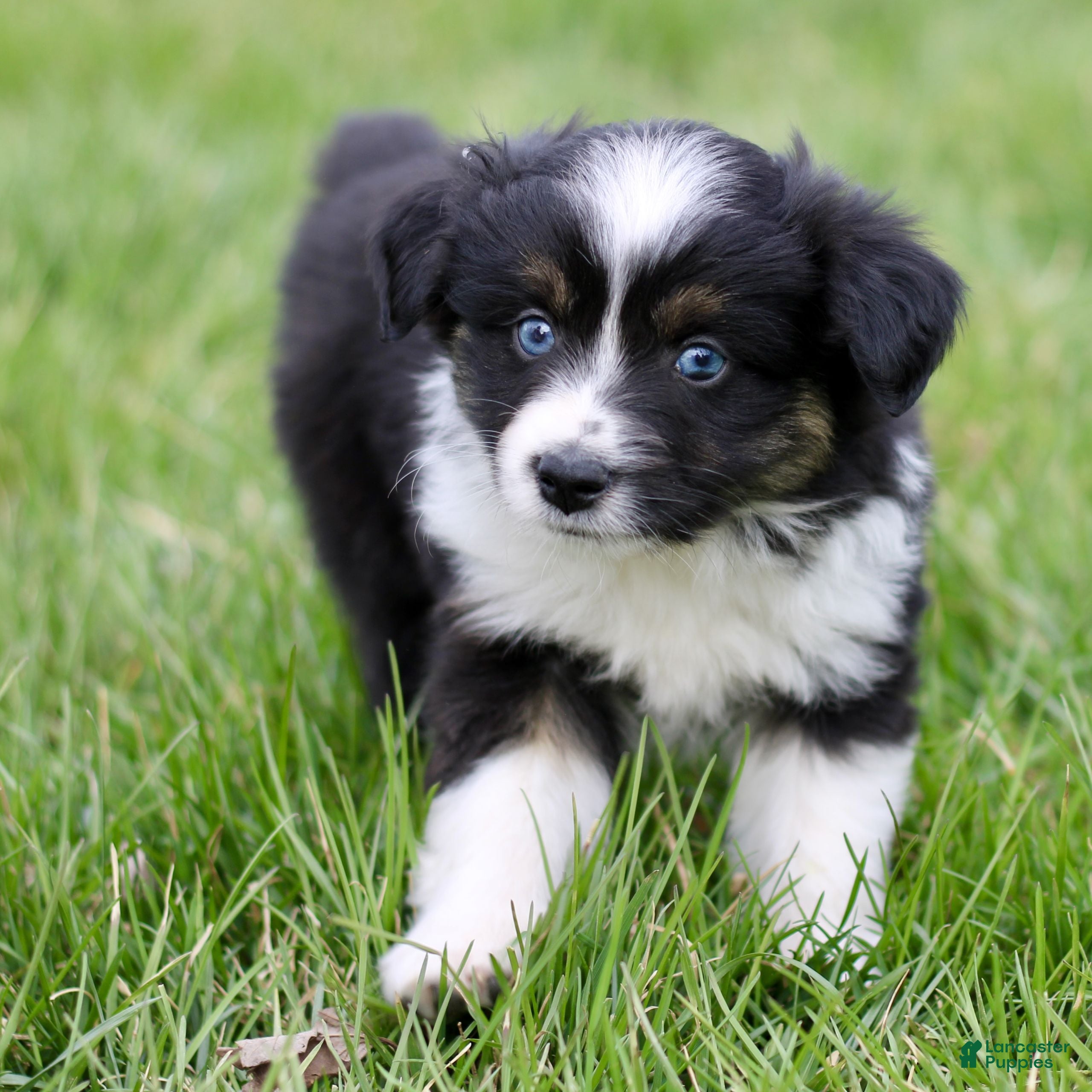 Miniature Australian Shepherd dogs Tommie  - Ad 2