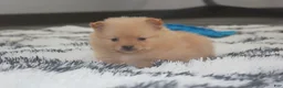 Pomeranian dogs for sale: Finn - Ad 17