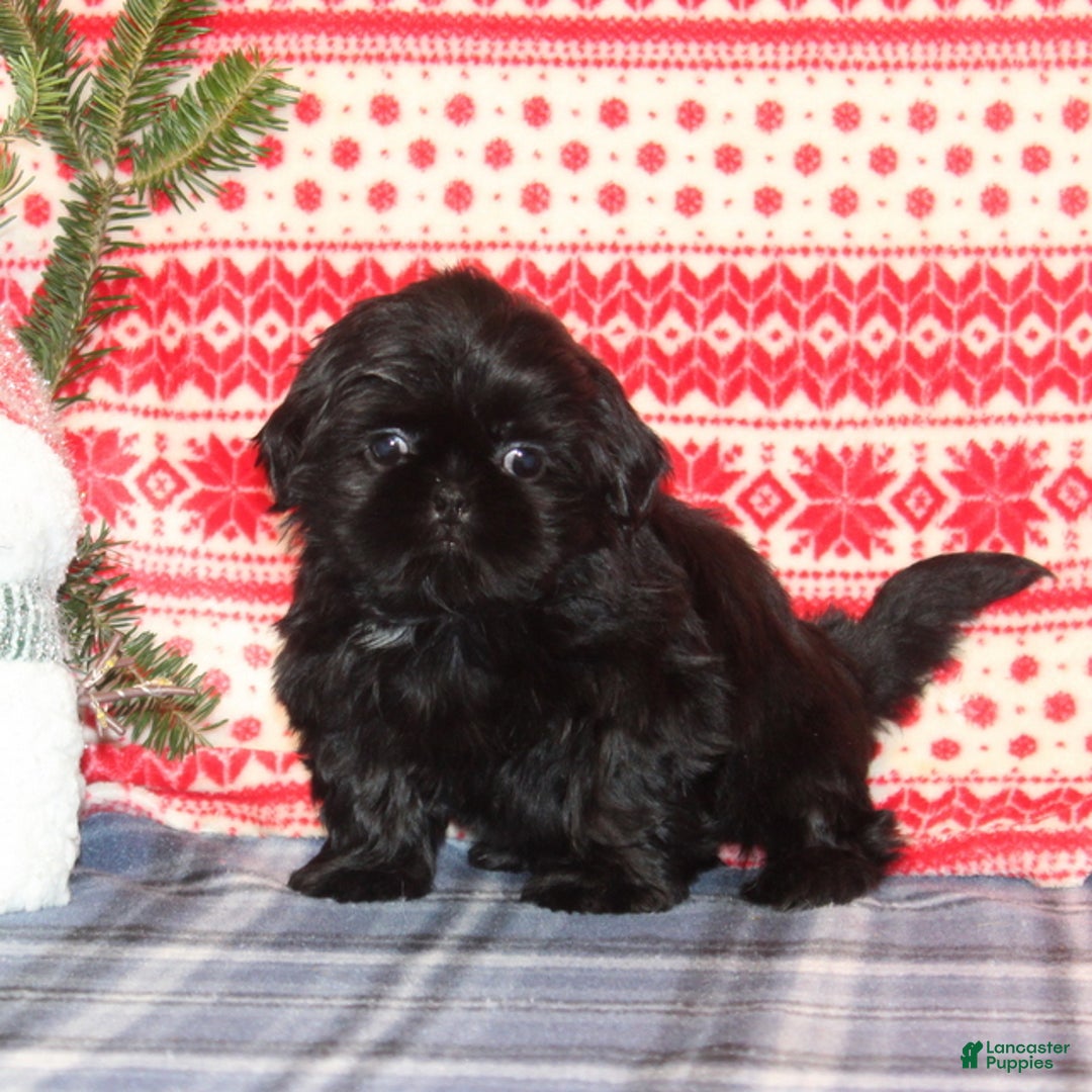 Shih Tzu dogs for sale: Gracie - Ad 4