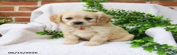 Miniature Golden Retriever dogs for sale: Olena - Ad 1