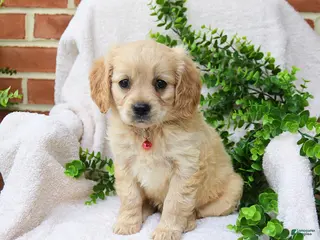 Miniature Golden Retriever dogs for sale: Olena - Ad 1