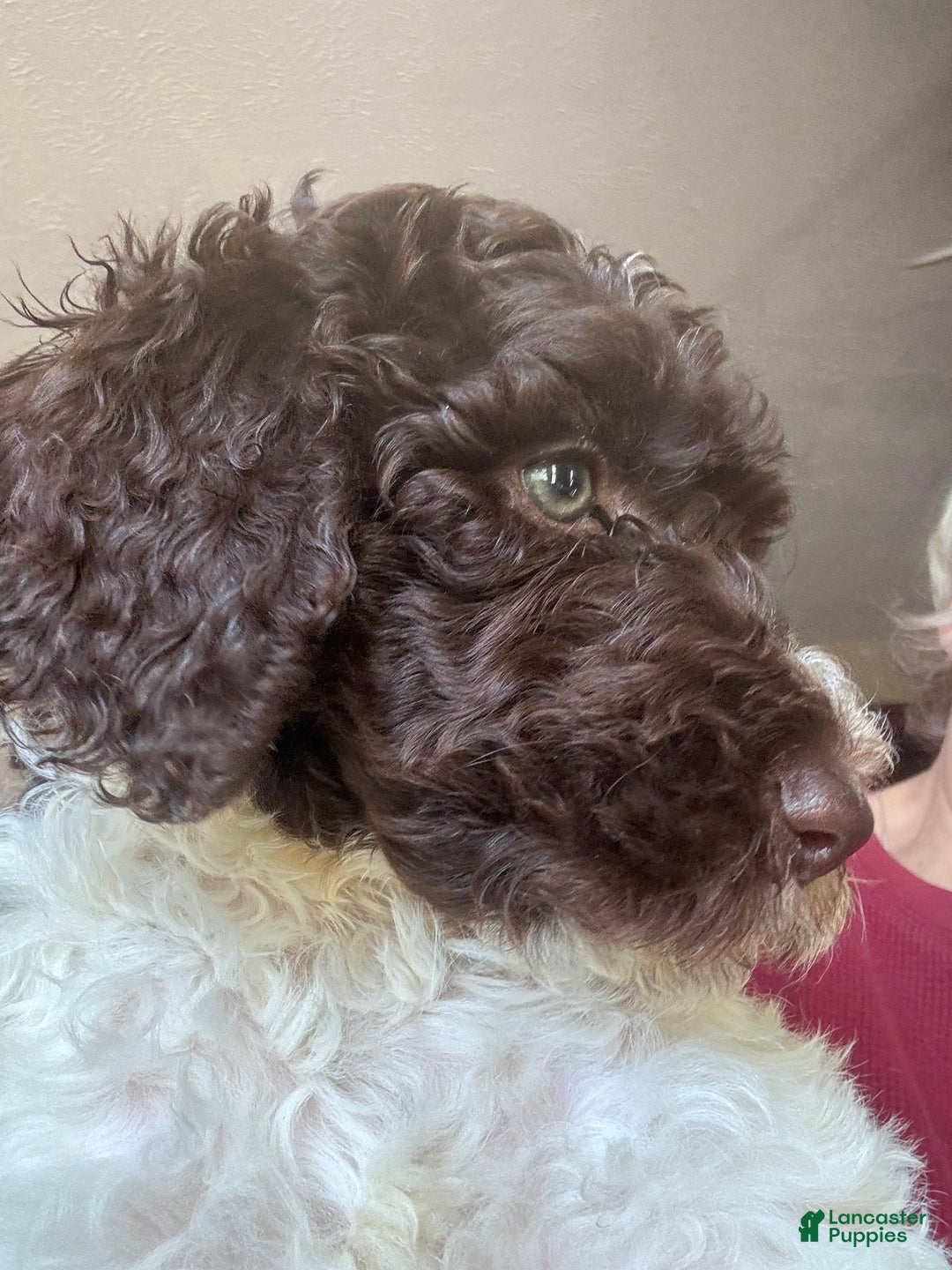 Standard Poodle dogs for sale: Standard Poodle Puppy 6 - Ad 1