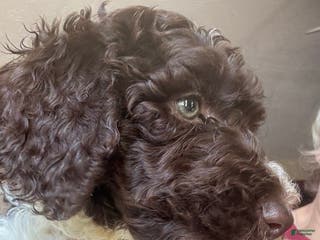 Standard Poodle dogs Standard Poodle Puppy 6 - Ad 15