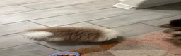 Pomeranian dogs for sale: Pomeranian 1 - Ad 7